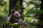 A European brown bear resting in the forest Notranjska forest-Inner Carniola-Slovenia Art Print